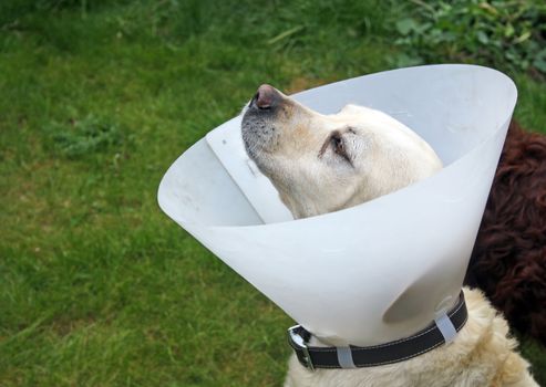 ill labrador dog in the garden wearing a protective cone