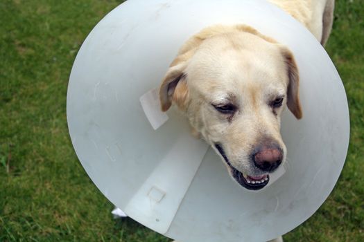 ill labrador dog in the garden wearing a protective cone