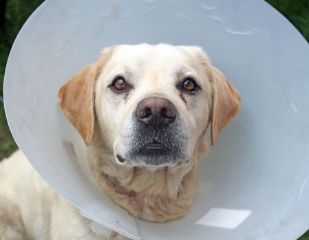 ill labrador dog in the garden wearing a protective cone