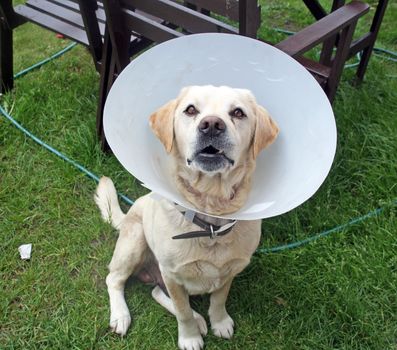 ill labrador dog in the garden wearing a protective cone