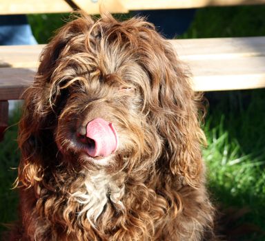 scruffy brown dog