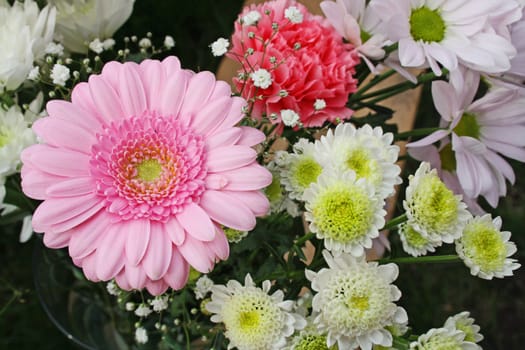 pink gerbera flower