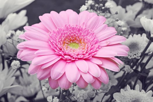 pink gerbera flower