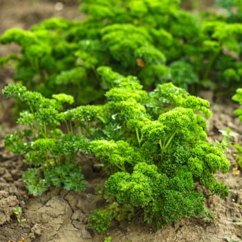 Curly parsley leaves closeup in the garden