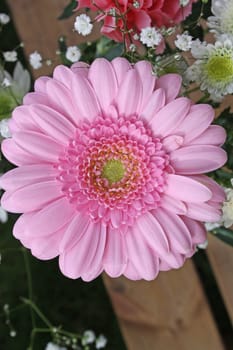 pink gerbera flower