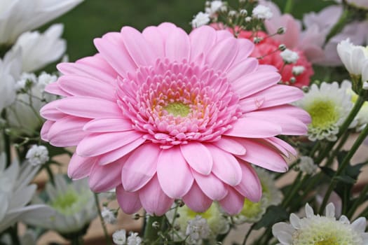 pink gerbera flower