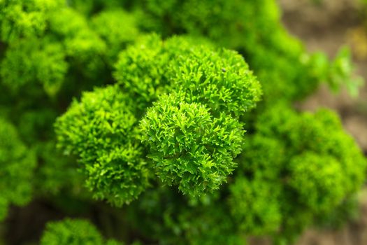 Curly parsley leaves closeup in the garden