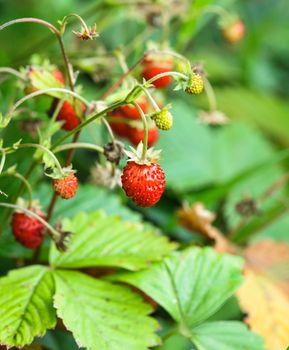 The wild strawberry bush in a forest