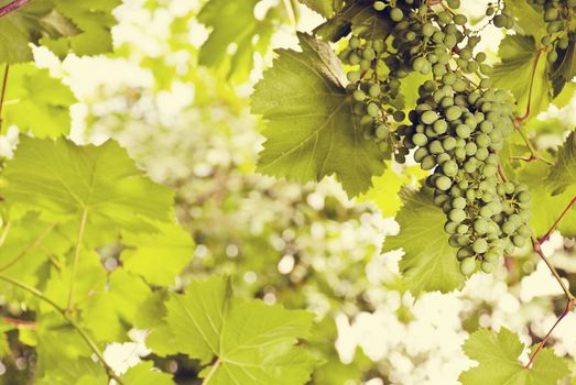 A bunch of grapes growing in a sunny garden.