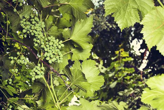 A bunch of grapes growing in a sunny garden.