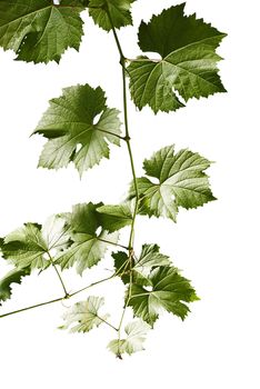 Grape leaves of a branch on a white background.