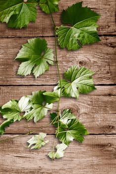 Grape leaves of a branch on wood background.