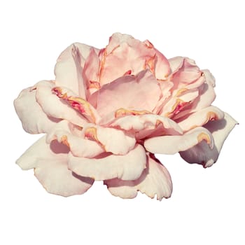 Beautiful pink rose, isolated on white background.