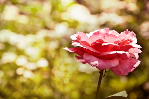 The red rose growing in a sunny garden.