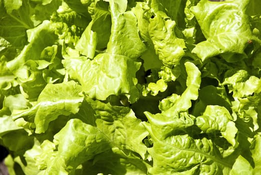 The beautiful background of fresh green salad close up.