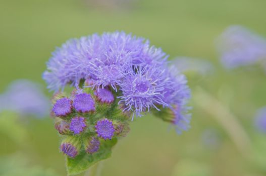 Close up of blue ageratum flower          