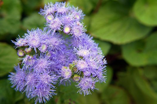 Close up of ageratum flower in the garden              