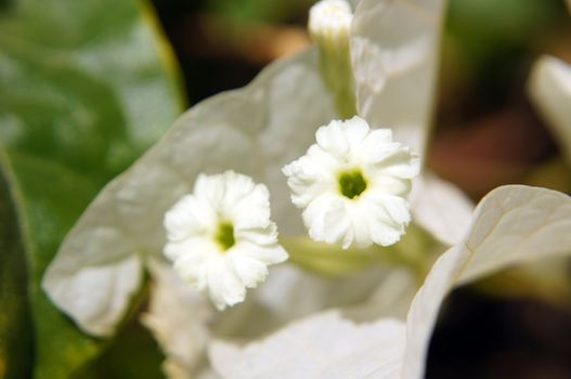 Close up of white Bougainville flower             
