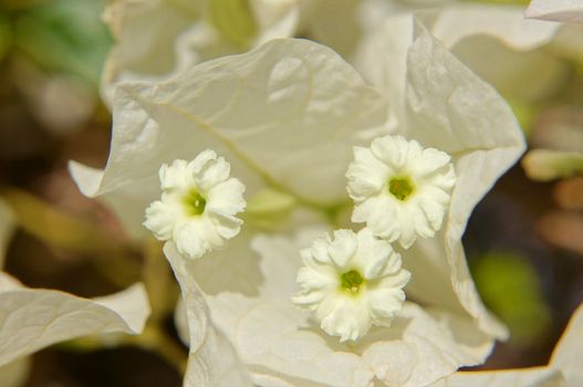 Close up of white bougainvillea flower 