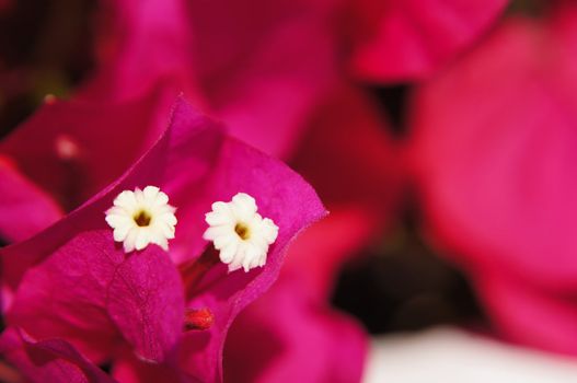 Close up of white bougainvillea flower in the garden