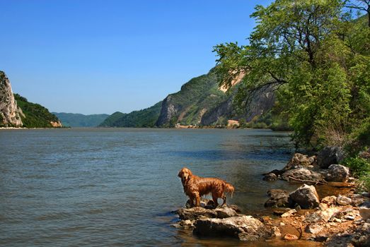 golden retriever dog over scenic river on Danube riverbank in Serbia at summertime