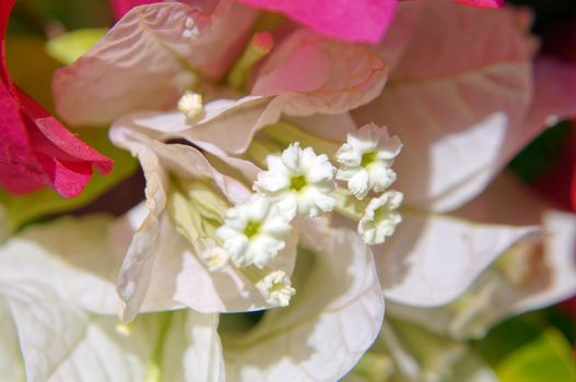Close up of bougainvillea bush flowers              