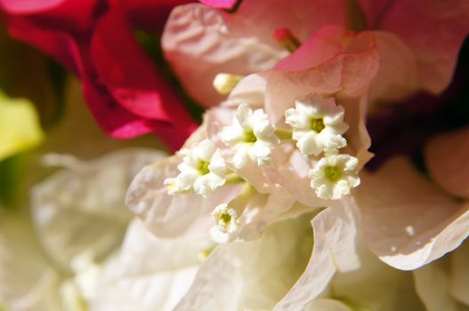 Close up of Bougainvillea flowers in the garden  