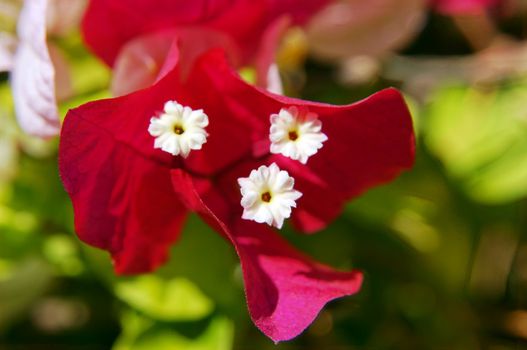 Close up of bougainvillea plant flower                