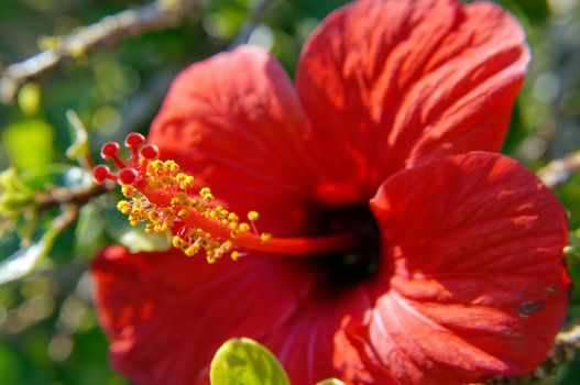 Close up of red hibiscus flower  