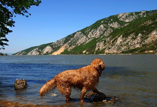 golden retriever dog over scenic river on Danube riverbank in Serbia at summertime