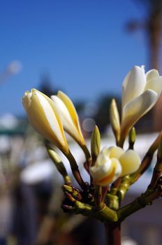 Close up of Plumeria buds on the blue sky background