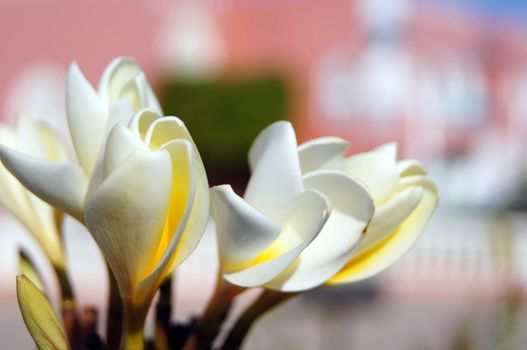 Close up of Plumeria flowers and buds        