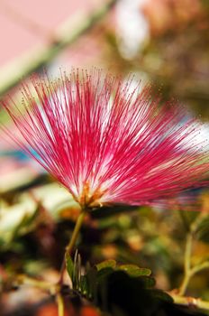 Close up of albizia julibrissin flower                
