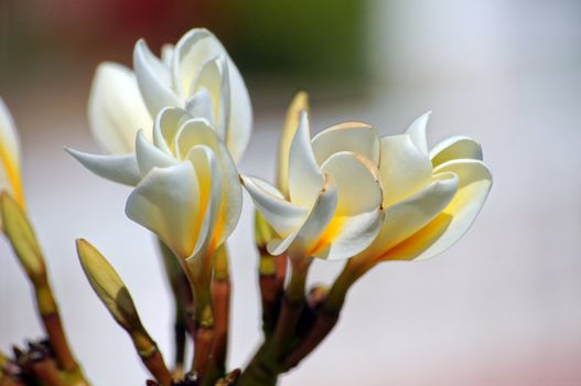 Close up of buds and flowers and Plumeria                