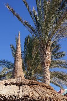 Tropical beach: sun umbrellas and palms      