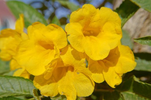 Close up of yellow Allamanda flowers               