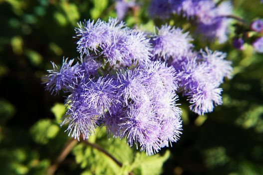 Close up of ageratum flower in the garden            