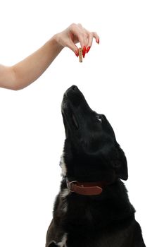 Dog looking up at a food treat, on a white background