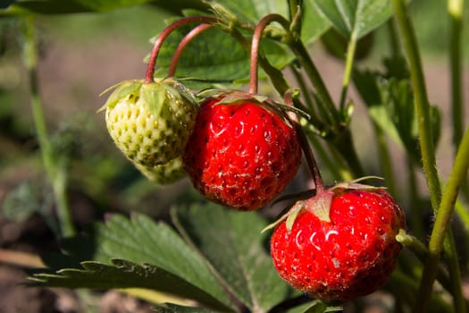 ripening strawberry fruits on the branch in a garden