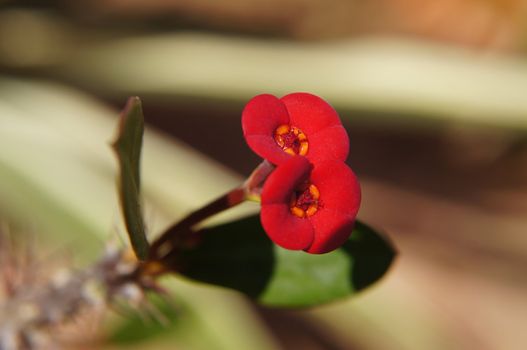 Close up of red flowers of Christ plant             