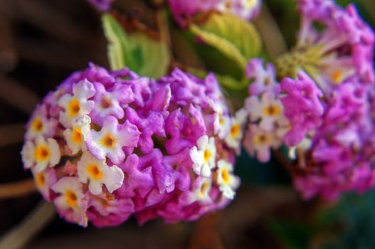 Tropical wild plant close up with a flower bud shape of young leaves        