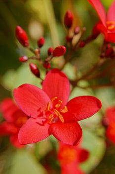 Blooming tropical tree with bright red flowers