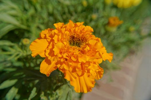 Close up of yellow french marigold flower             