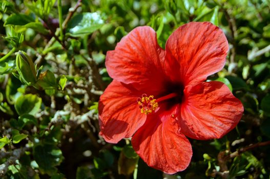 Close up of red hibiscus flower                   