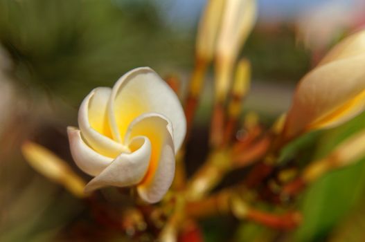 Close up of a bud of Plumeria flower  
