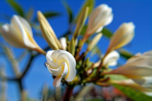 Close up of Plumeria flowers on the blue sky background  