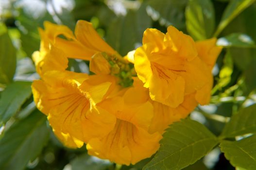 Close up of golden allamanda flowers 