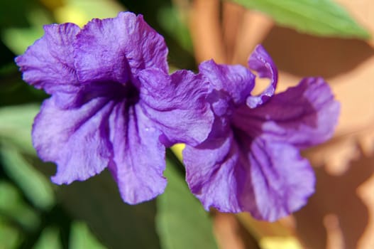 Close up of two blue mirabilis flowers               