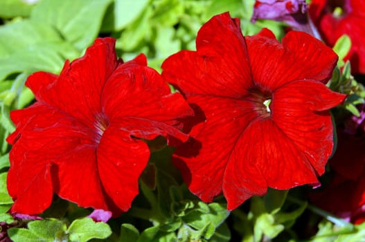 Close up of two bright red mirabilis flowers     
