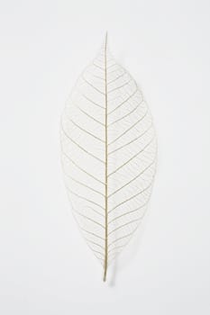 dry leaf